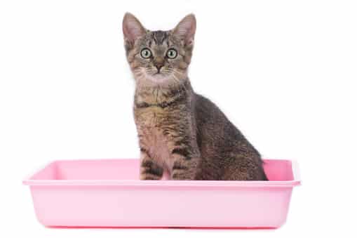 Air Purifiers for Litter Boxes