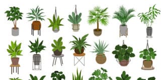 Top 15 Air Purifying Plants
