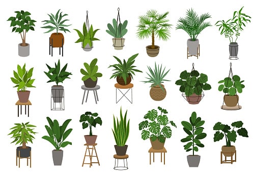 Top 15 Air Purifying Plants