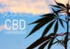 Can You Mix Essential Oils with CBD Oil