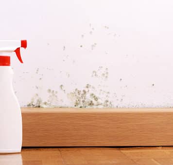 Essential Oils for Mold